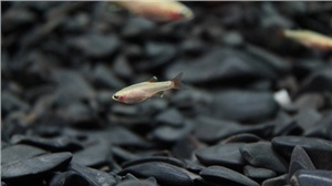 魚(yú)苗、魚(yú)種培育